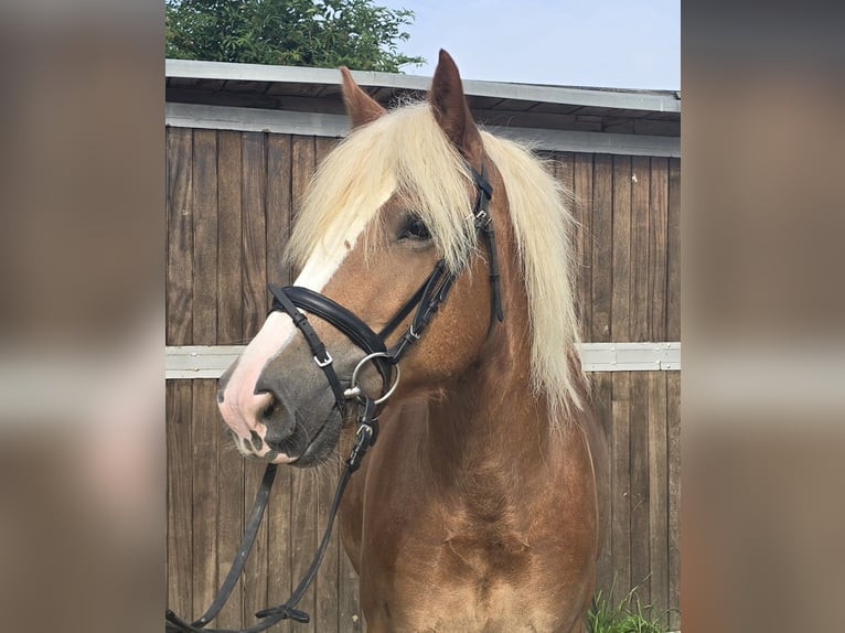 Trait de la Forêt Noire Hongre 4 Ans 148 cm Alezan in Mülheim an der Ruhr