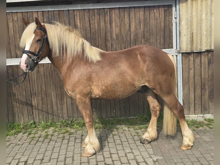 Trait de la Forêt Noire Hongre 4 Ans 148 cm Alezan in Mülheim an der Ruhr