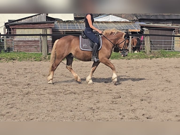 Trait de la Forêt Noire Hongre 4 Ans 148 cm Alezan in Mülheim an der Ruhr