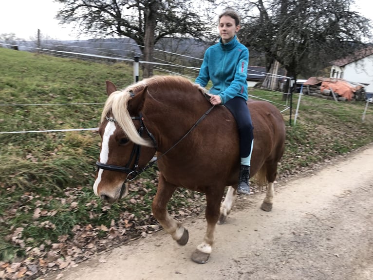 Trait de la Forêt Noire Croisé Hongre 4 Ans 149 cm Alezan in Auenwald