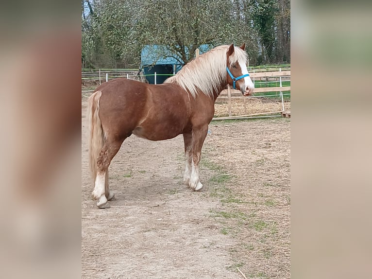 Trait de la Forêt Noire Hongre 4 Ans 150 cm Alezan brûlé in Ehrenkirchen
