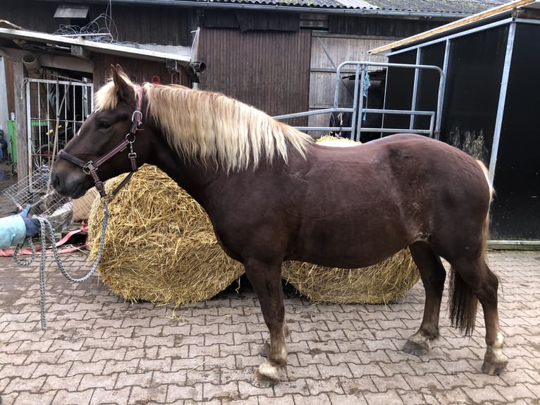 Trait de la Forêt Noire Hongre 4 Ans 150 cm Alezan brûlé in Auenwald