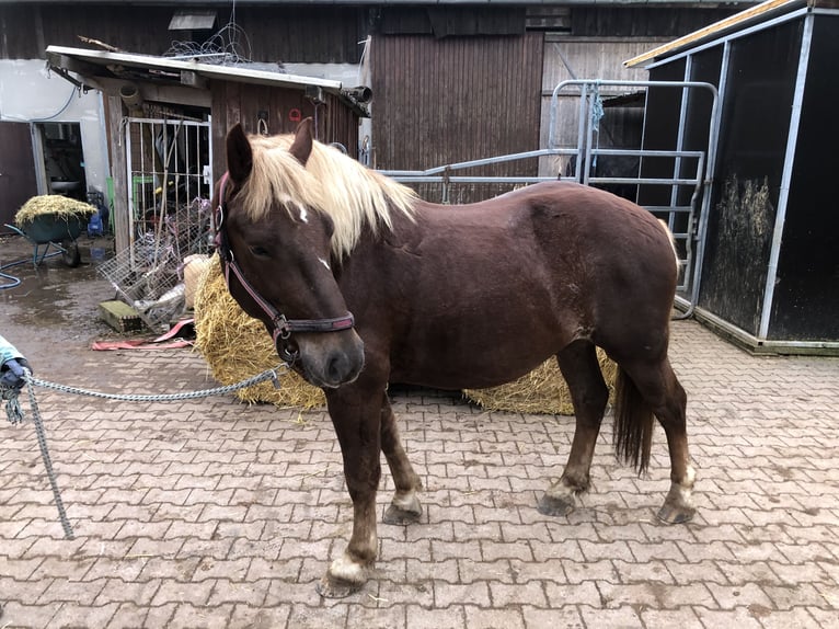 Trait de la Forêt Noire Hongre 4 Ans 150 cm Alezan brûlé in Auenwald