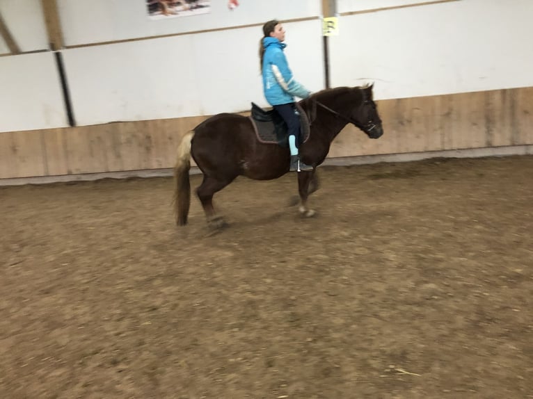 Trait de la Forêt Noire Hongre 4 Ans 150 cm Alezan brûlé in Auenwald