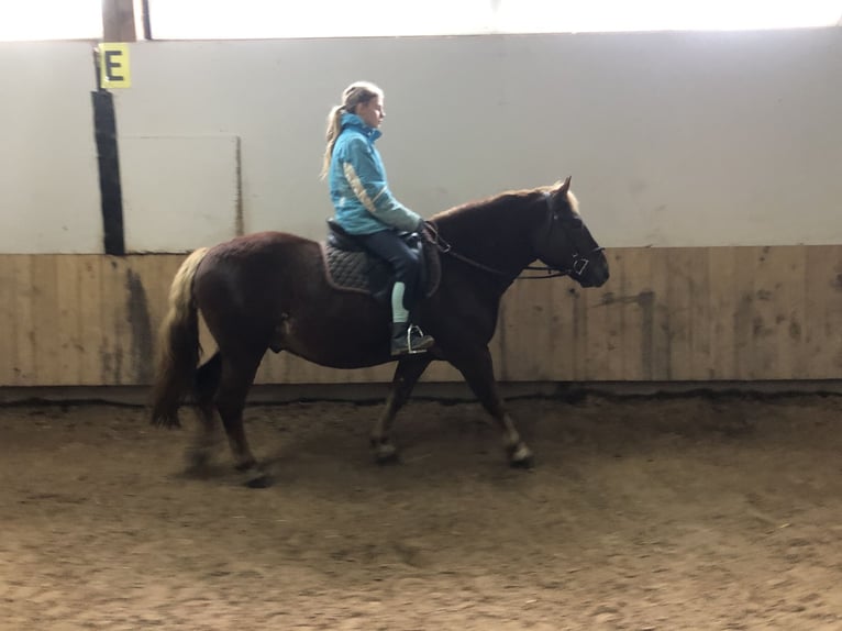 Trait de la Forêt Noire Hongre 4 Ans 150 cm Alezan brûlé in Auenwald