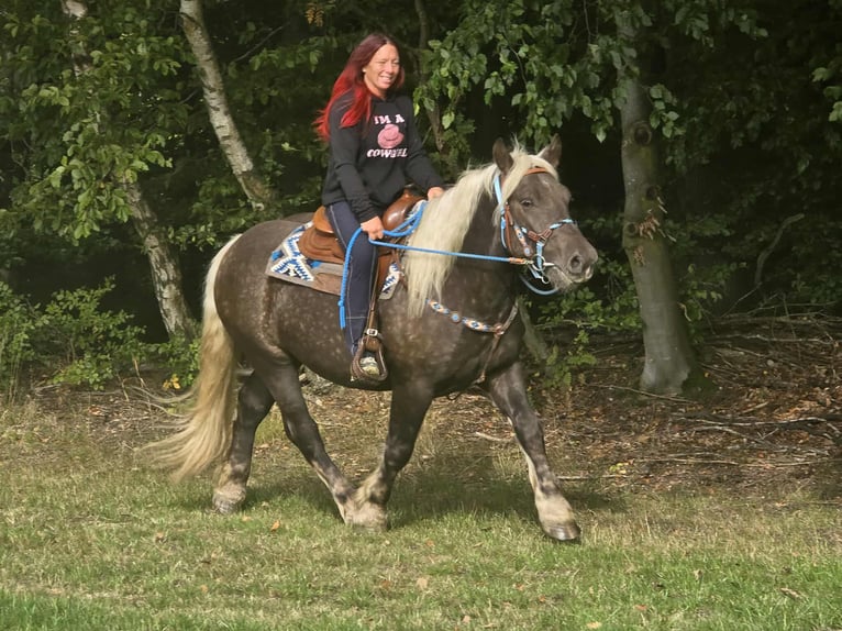 Trait de la Forêt Noire Croisé Hongre 4 Ans 153 cm Alezan brûlé in Linkenbach