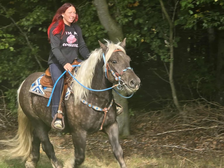 Trait de la Forêt Noire Croisé Hongre 4 Ans 153 cm Alezan brûlé in Linkenbach