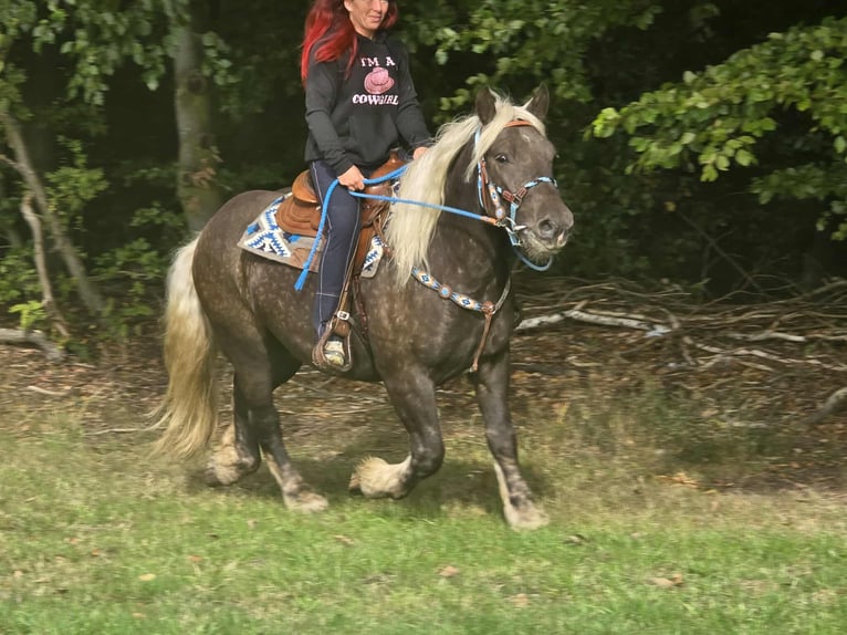 Trait de la Forêt Noire Croisé Hongre 4 Ans 153 cm Alezan brûlé in Linkenbach