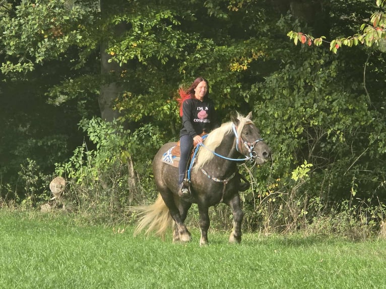 Trait de la Forêt Noire Croisé Hongre 4 Ans 153 cm Alezan brûlé in Linkenbach