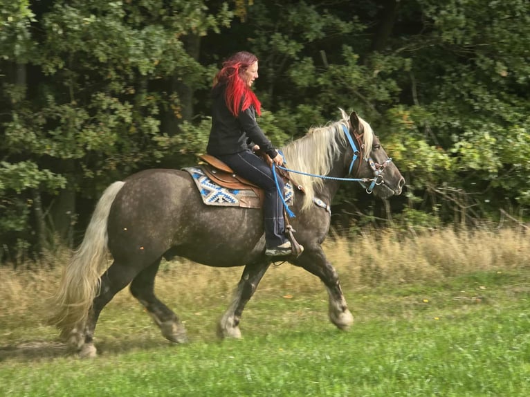 Trait de la Forêt Noire Croisé Hongre 4 Ans 153 cm Alezan brûlé in Linkenbach