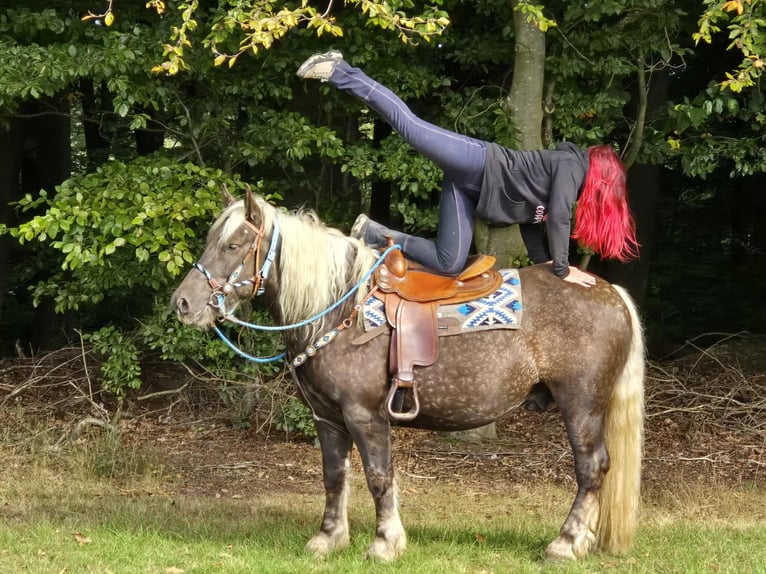 Trait de la Forêt Noire Croisé Hongre 4 Ans 153 cm Alezan brûlé in Linkenbach