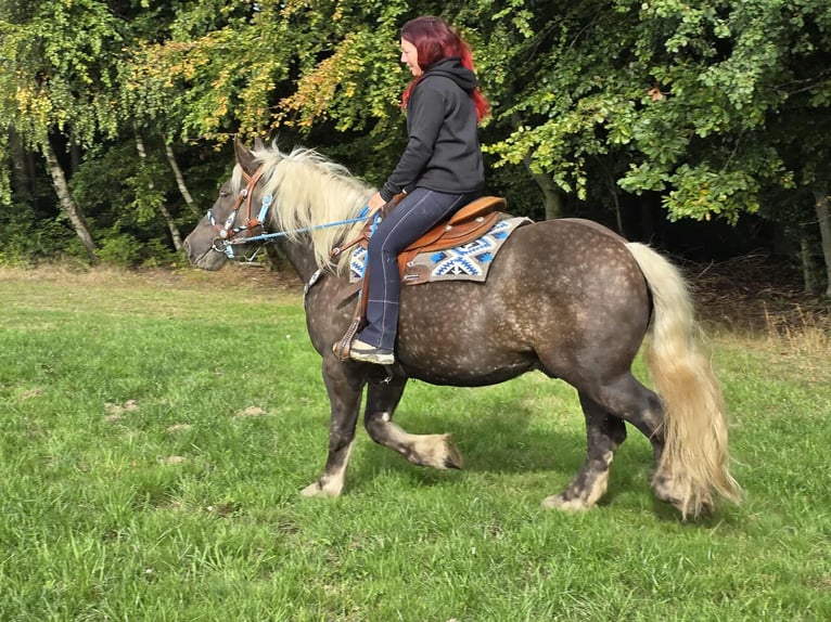 Trait de la Forêt Noire Croisé Hongre 4 Ans 153 cm Alezan brûlé in Linkenbach