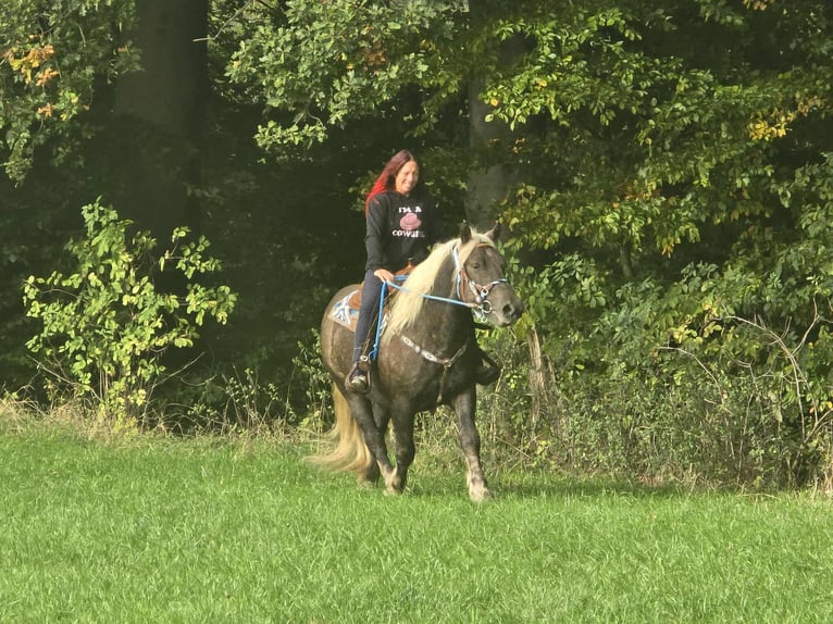 Trait de la Forêt Noire Croisé Hongre 4 Ans 153 cm Alezan brûlé in Linkenbach