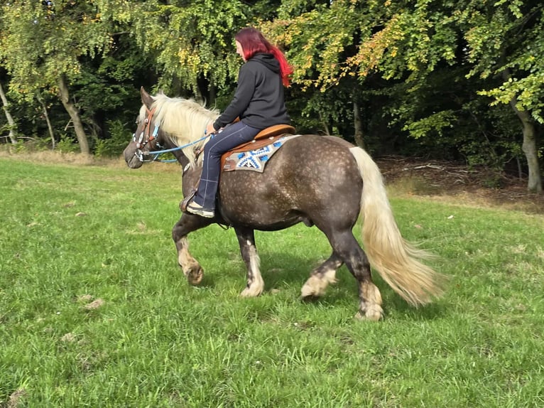 Trait de la Forêt Noire Croisé Hongre 4 Ans 153 cm Alezan brûlé in Linkenbach