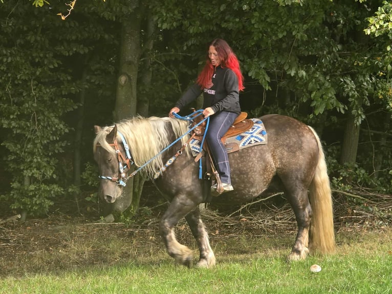 Trait de la Forêt Noire Croisé Hongre 4 Ans 153 cm Alezan brûlé in Linkenbach