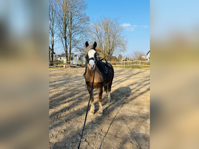 Trait de la Forêt Noire Hongre 5 Ans 155 cm Alezan in Butzbach