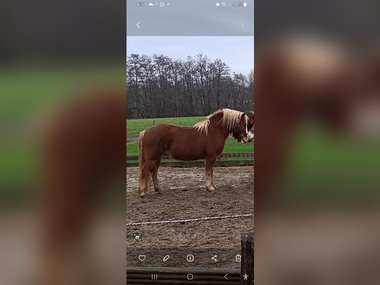 Trait de la Forêt Noire Hongre 6 Ans 140 cm Alezan brûlé in Issum