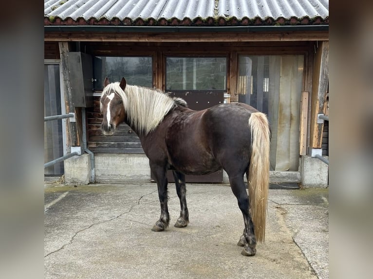 Trait de la Forêt Noire Hongre 6 Ans 153 cm Alezan brûlé in Breitenbach