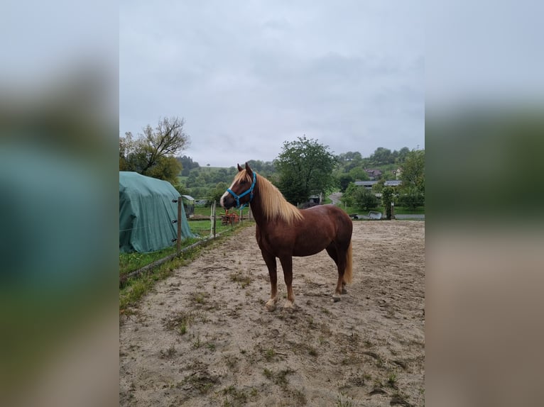 Trait de la Forêt Noire Hongre 6 Ans 158 cm Alezan in Neunkirchen