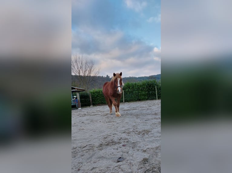 Trait de la Forêt Noire Hongre 6 Ans 158 cm Alezan in Neunkirchen