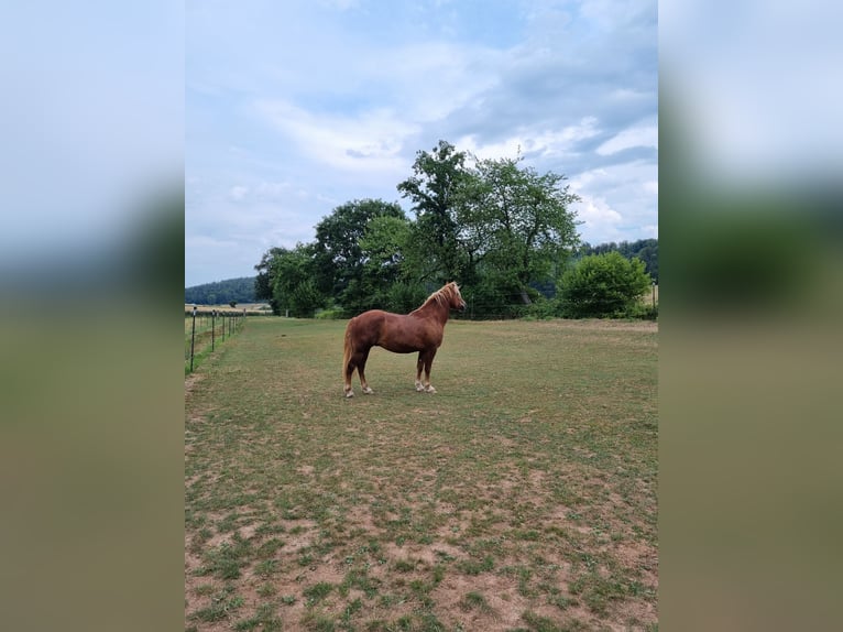 Trait de la Forêt Noire Hongre 6 Ans 158 cm Alezan in Neunkirchen