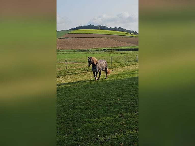 Trait de la Forêt Noire Hongre 6 Ans 158 cm Alezan in Neunkirchen