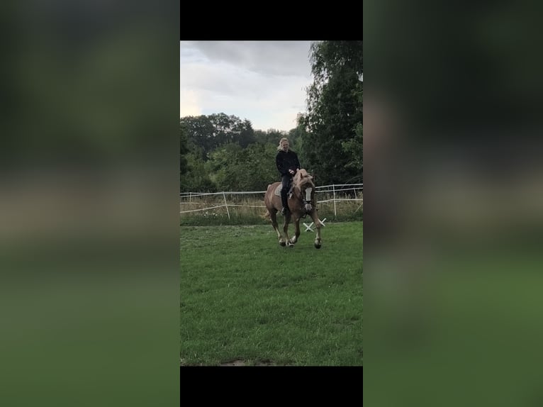 Trait de la Forêt Noire Croisé Hongre 6 Ans 160 cm Alezan in Frankfurt (Oder)