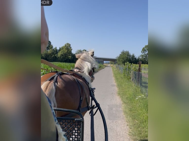 Trait de la Forêt Noire Hongre 6 Ans 160 cm Alezan in Weinheim