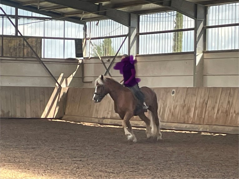 Trait de la Forêt Noire Hongre 6 Ans 160 cm Alezan in Weinheim