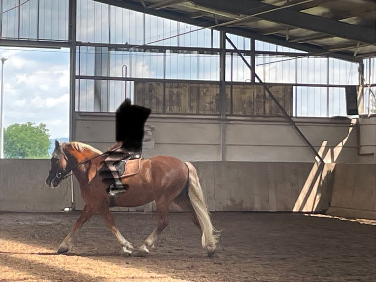 Trait de la Forêt Noire Hongre 6 Ans 160 cm Alezan in Weinheim