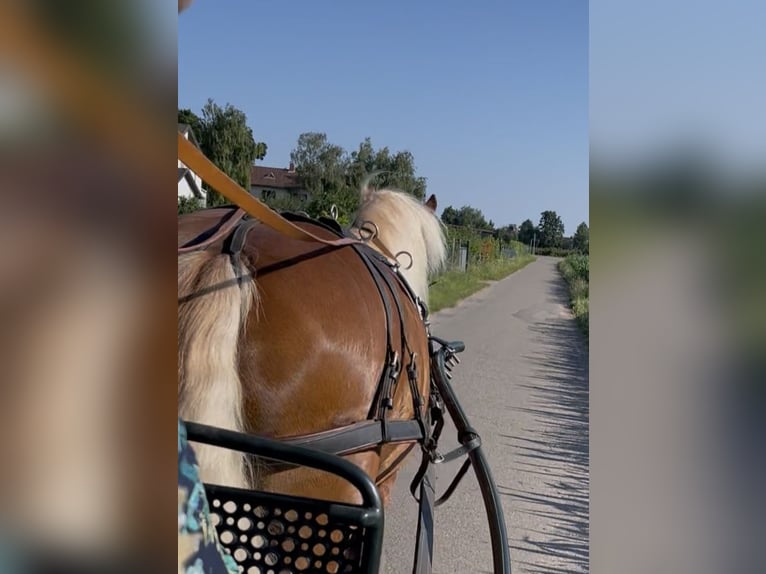 Trait de la Forêt Noire Hongre 6 Ans 160 cm Alezan in Weinheim