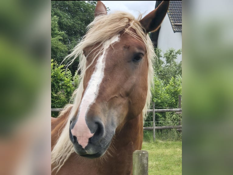 Trait de la Forêt Noire Croisé Hongre 6 Ans 160 cm Alezan in Nürburg