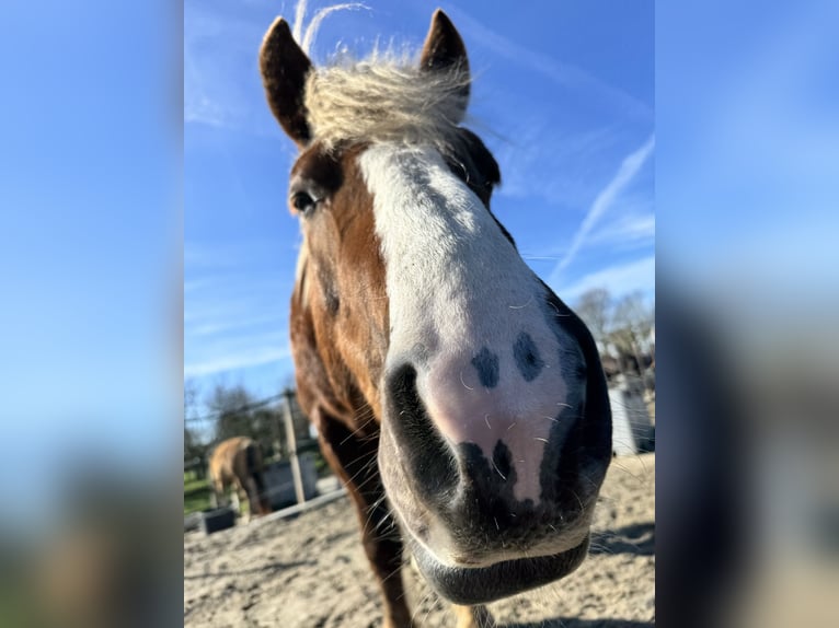 Trait de la Forêt Noire Hongre 7 Ans 156 cm Bai in Purmerend