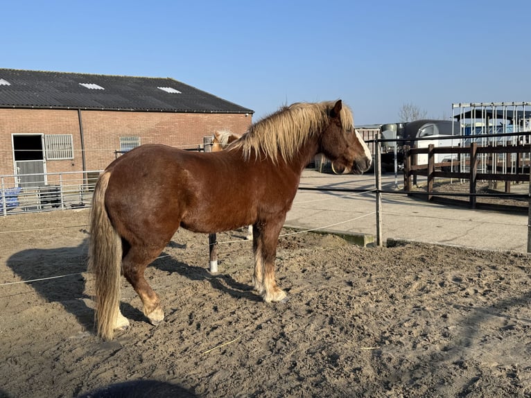 Trait de la Forêt Noire Hongre 7 Ans 156 cm Bai in Purmerend