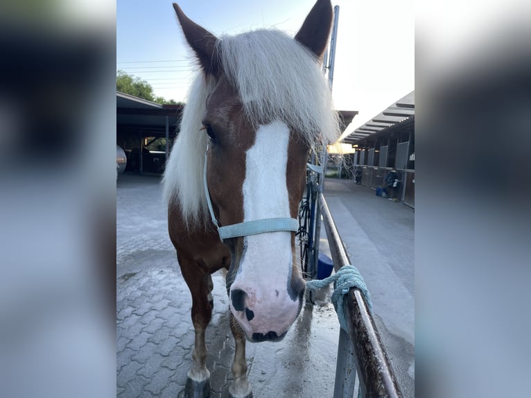 Trait de la Forêt Noire Hongre 7 Ans 160 cm Alezan in Weinheim