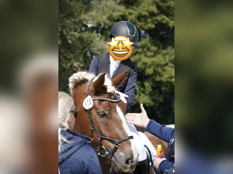 Trait de la Forêt Noire Hongre 9 Ans 156 cm Alezan brûlé in Oerlinghausen