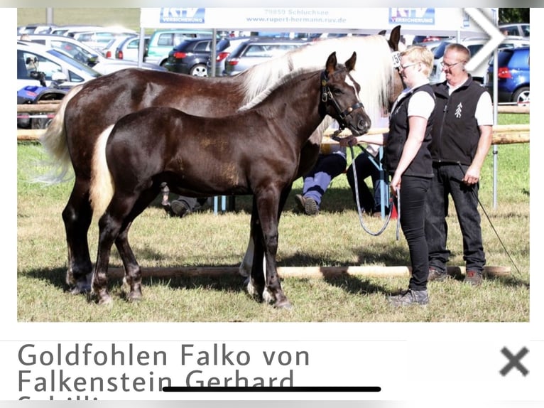 Trait de la Forêt Noire Hongre 9 Ans 160 cm Alezan brûlé in BrennbergBrennberg