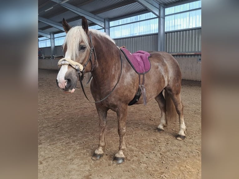 Trait de la Forêt Noire Hongre 9 Ans 166 cm Alezan brûlé in B&#xFC;ckeburg