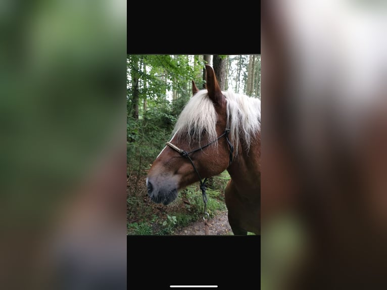Trait de la Forêt Noire Jument 10 Ans 148 cm Alezan in Landshut