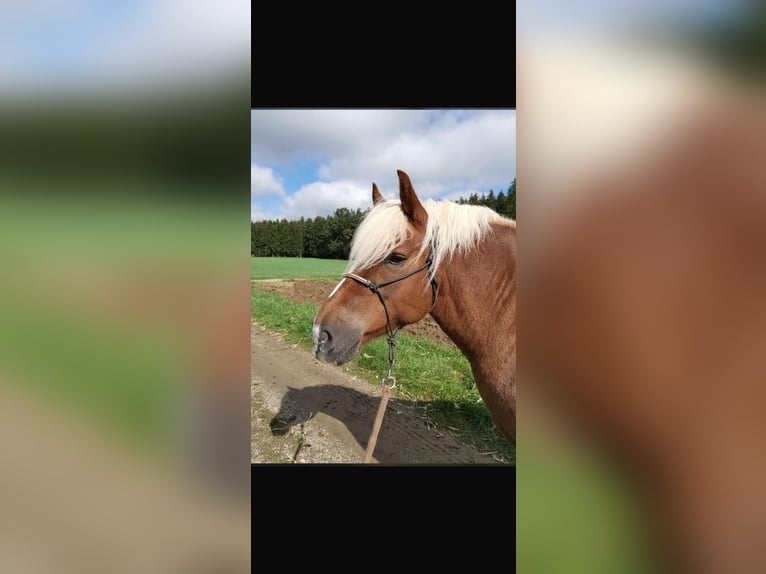 Trait de la Forêt Noire Jument 10 Ans 148 cm Alezan in Landshut