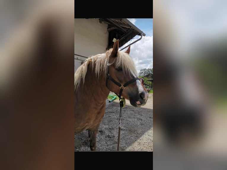 Trait de la Forêt Noire Jument 10 Ans 148 cm Alezan in Landshut