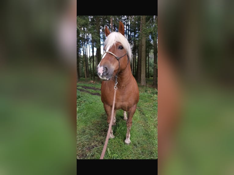Trait de la Forêt Noire Jument 10 Ans 148 cm Alezan in Landshut