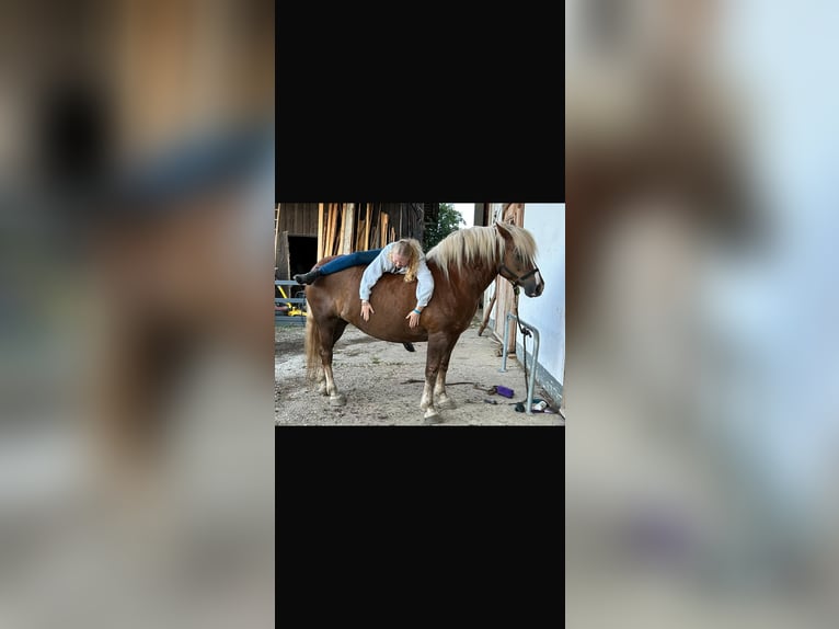 Trait de la Forêt Noire Jument 10 Ans 148 cm Alezan in Landshut