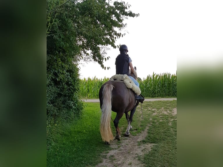 Trait de la Forêt Noire Jument 13 Ans 151 cm Alezan brûlé in Niedereschach