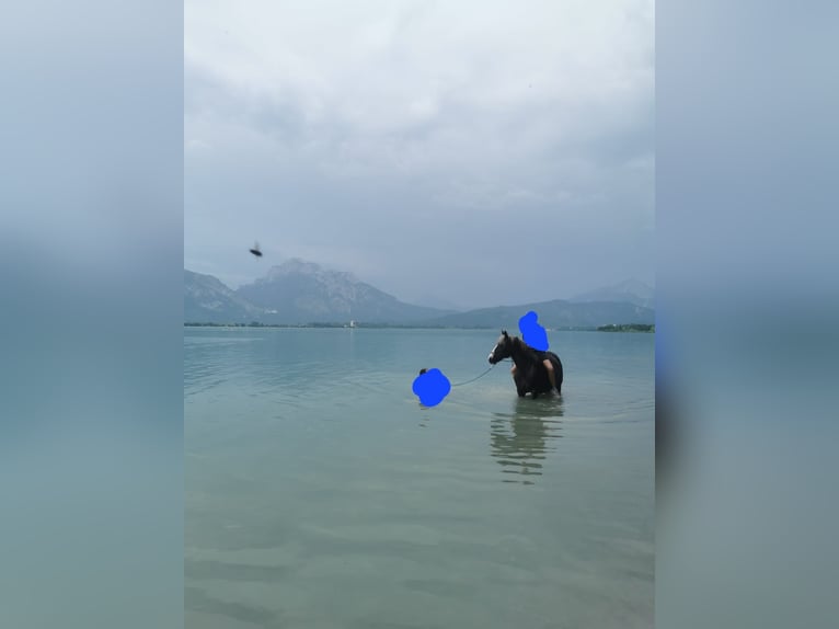 Trait de la Forêt Noire Jument 14 Ans 150 cm Bai brun in Füssen