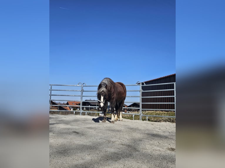Trait de la Forêt Noire Jument 14 Ans 150 cm Bai brun in Füssen
