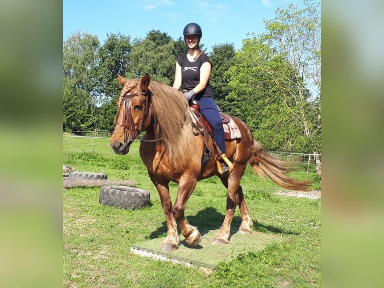 Trait de la Forêt Noire Croisé Jument 14 Ans 152 cm Rouan Rouge in Bayerbach