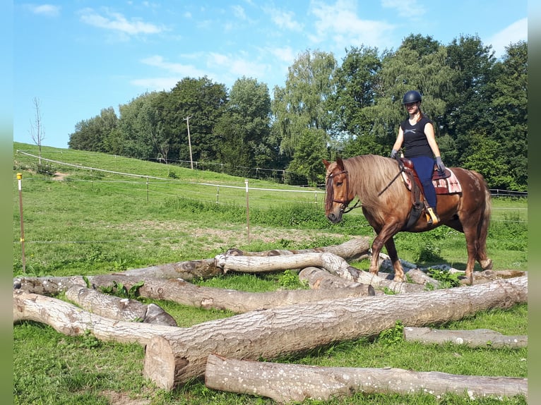 Trait de la Forêt Noire Croisé Jument 14 Ans 152 cm Rouan Rouge in Bayerbach