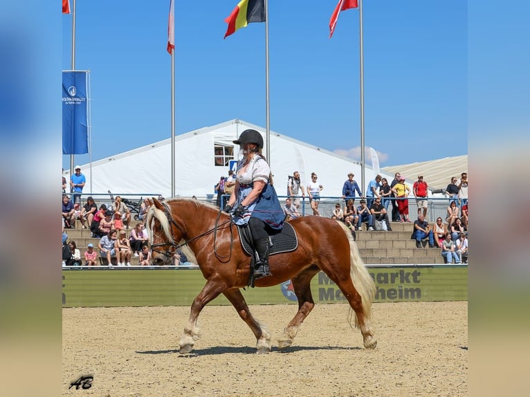 Trait de la Forêt Noire Jument 14 Ans 154 cm Alezan brûlé in Eberbach