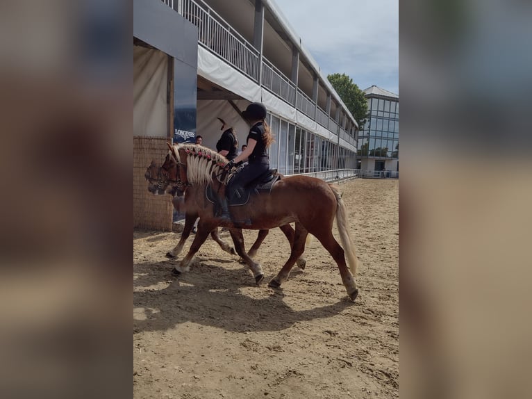 Trait de la Forêt Noire Jument 14 Ans 154 cm Alezan brûlé in Eberbach